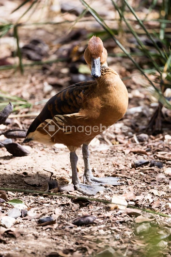 Brown Duck in Natural Habitat