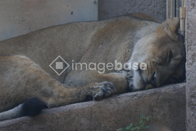 Sleeping Lioness