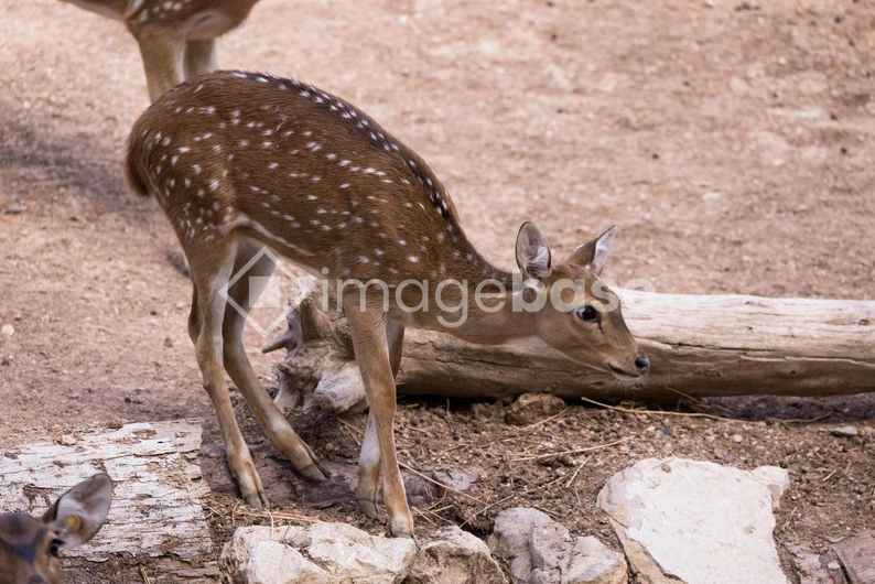 Fawn in the Wild