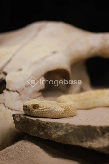 Desert Snake on Rock