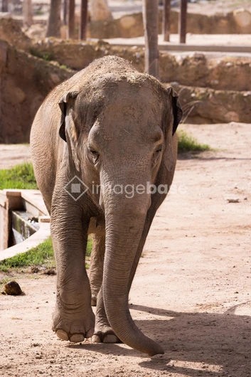 Elephant in Natural Habitat