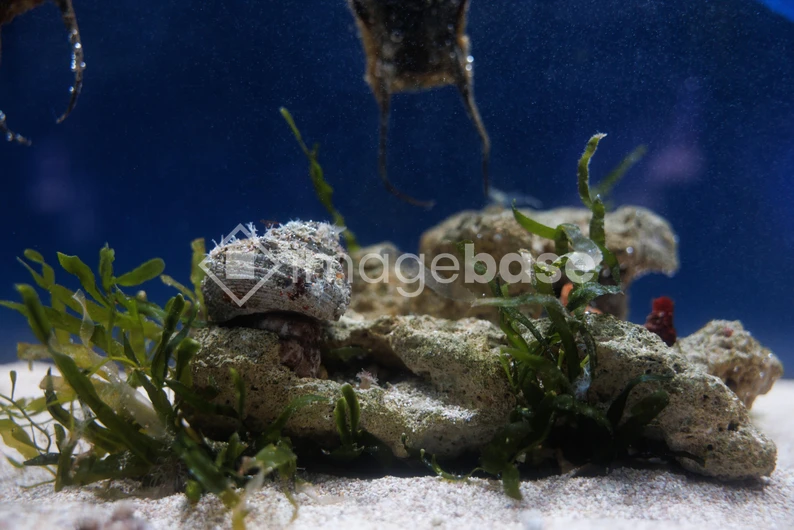 Underwater Scene with Coral and Seaweed