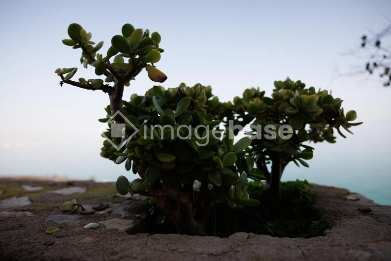 Succulent Overlooking the Sea
