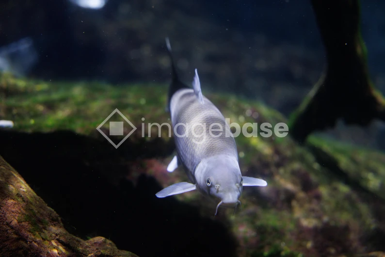 Underwater Fish
