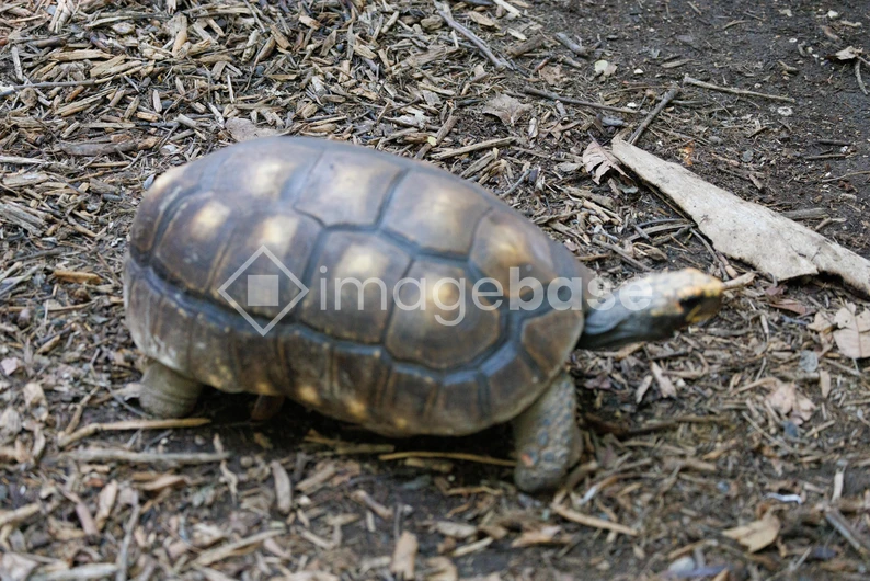 Tortoise on Natural Ground