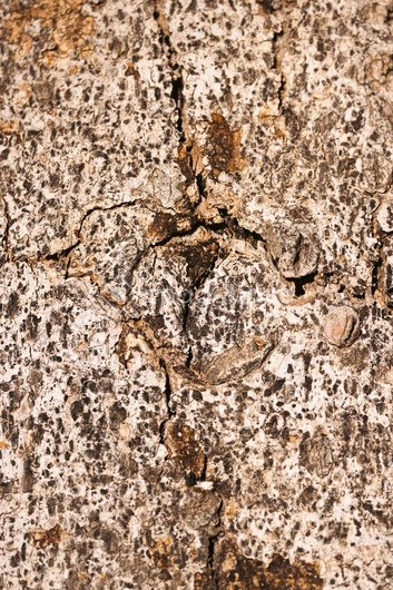 Detailed Tree Bark Texture