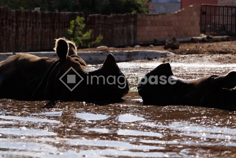 Rhinos Resting in Mud