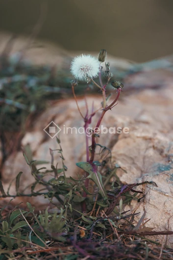 Dandelion and Foliage on Rock