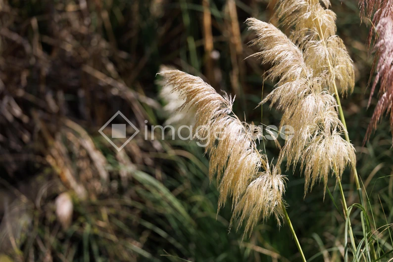 Serene Reed Grass