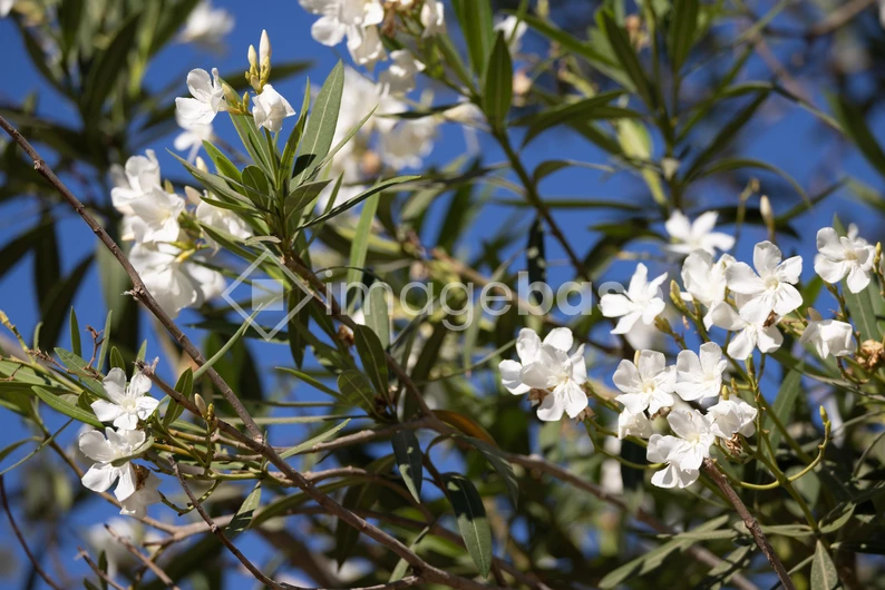 Blooming Oleander