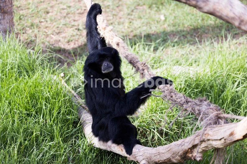 Primate on a Swinging Rope