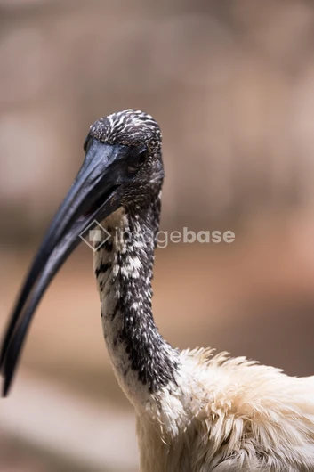 Close-up of a Bird