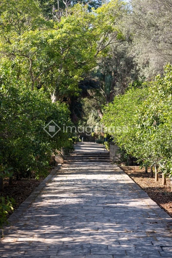 Serene Garden Pathway