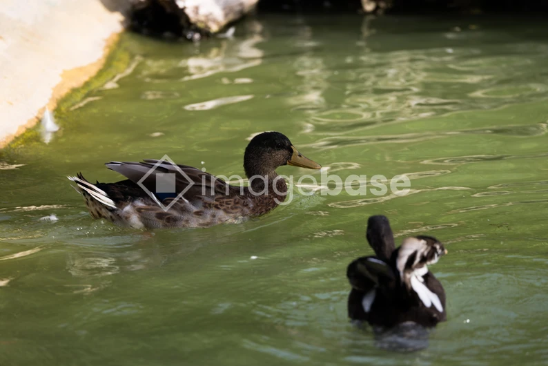 Ducks Swimming in a Pond