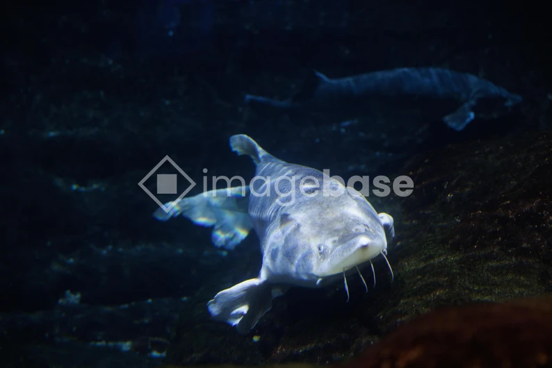Underwater Catfish