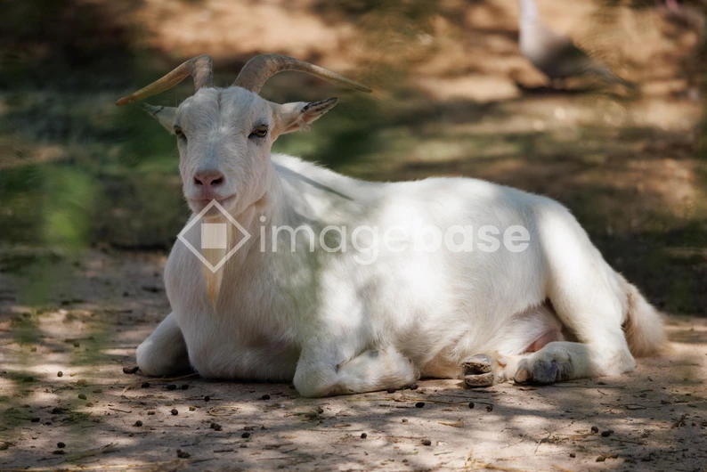 Resting Goat in Shade