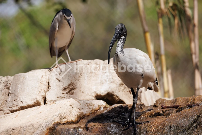 Birds on Rocks