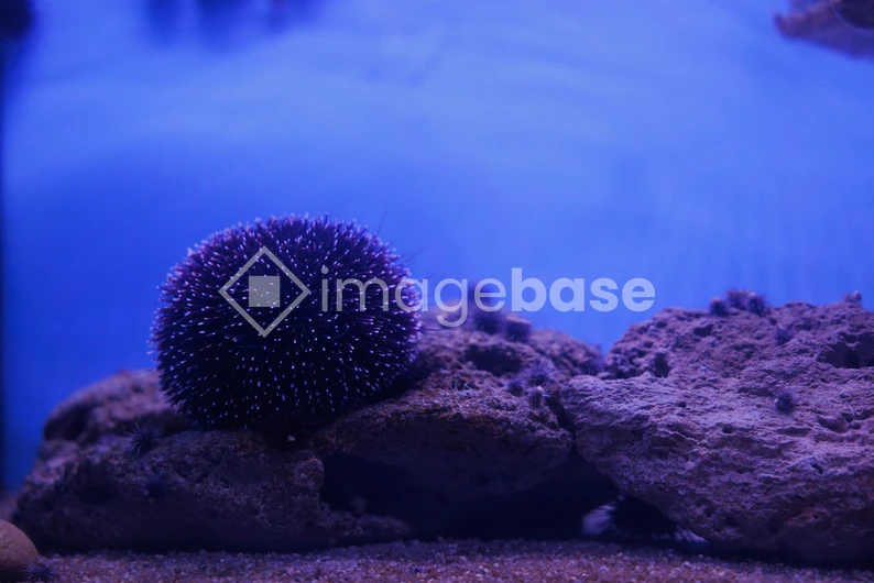 Underwater Sea Urchin
