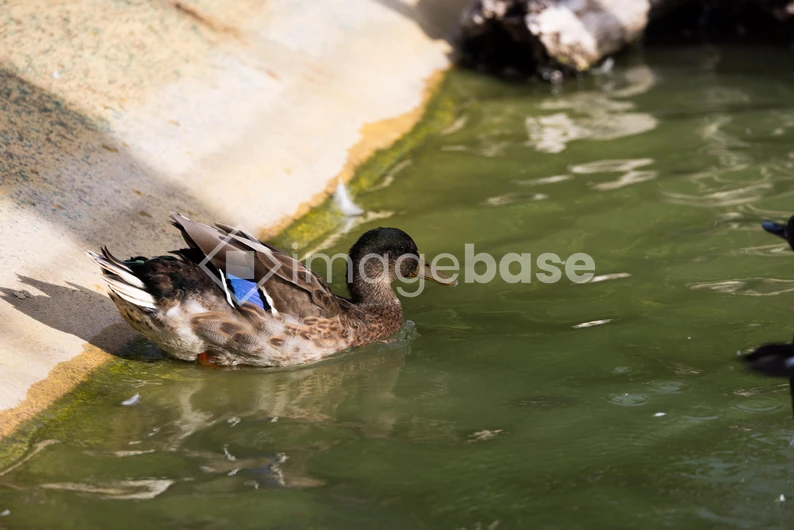 Duck Swimming in Pond