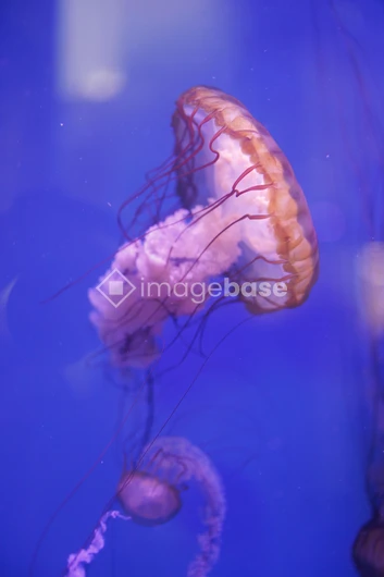 Graceful Jellyfish