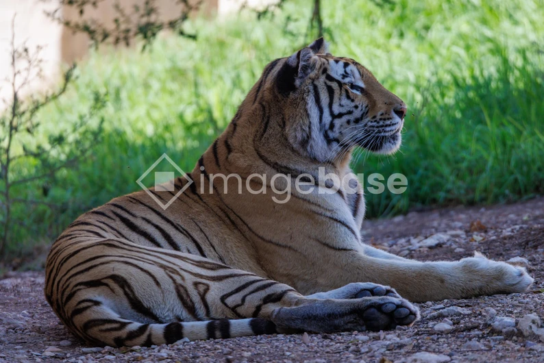 Resting Tiger