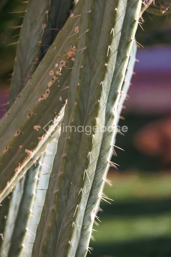 Close-Up of Cactus