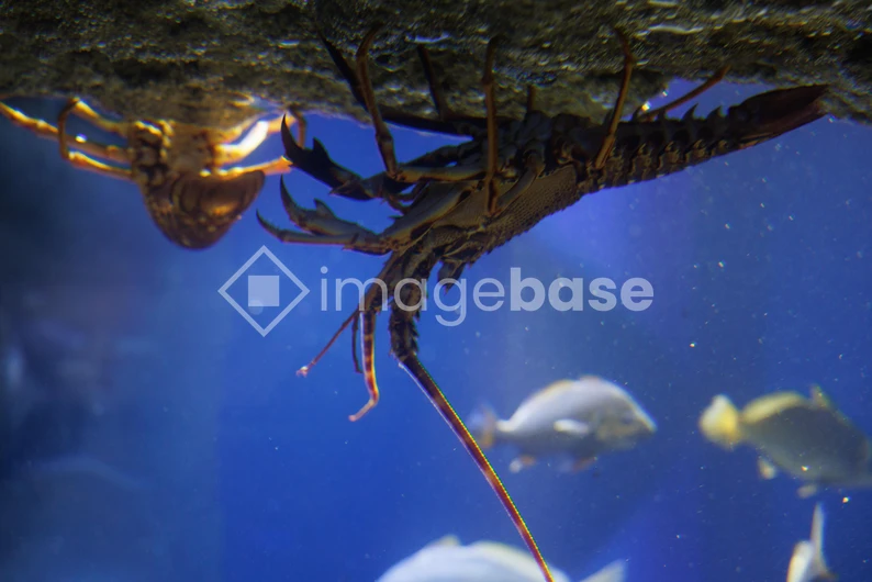 Underwater Lobsters