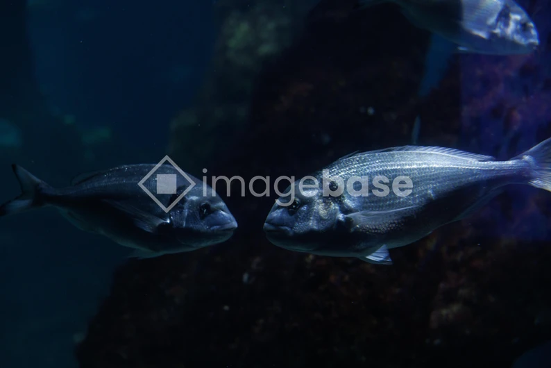 Underwater Fish Encounter