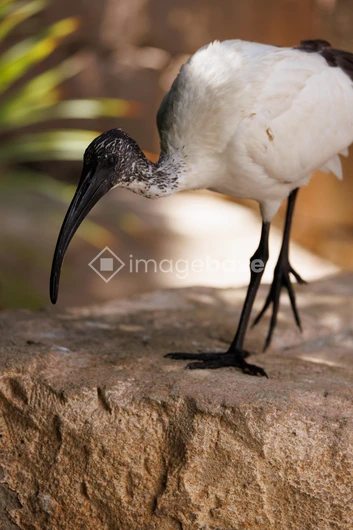 Ibis on a Rock