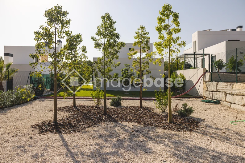 Modern Landscape with Young Trees