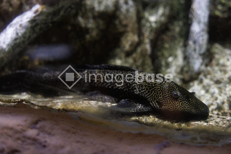 Aquatic Patterned Fish