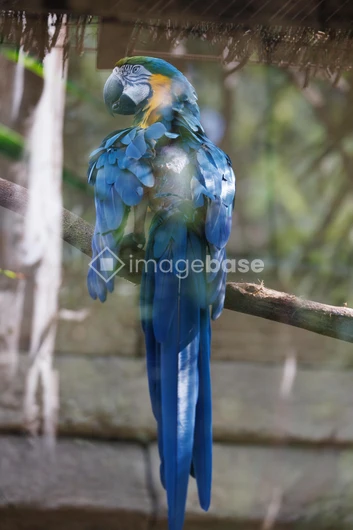 Blue Macaw on a Branch
