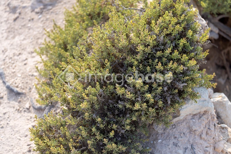Desert Shrub