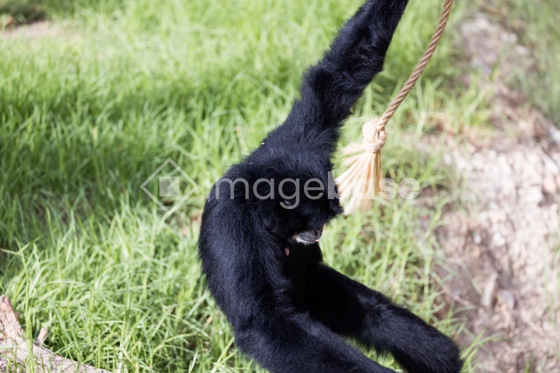Gibbon on a Swing