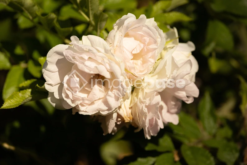 Blooming White Roses
