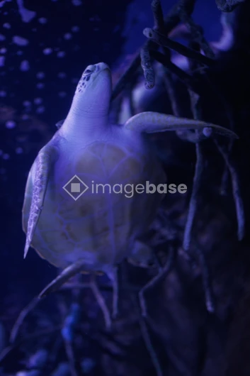 Underwater Turtle