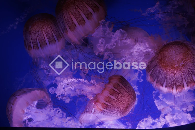 Luminescent Jellyfish Underwater