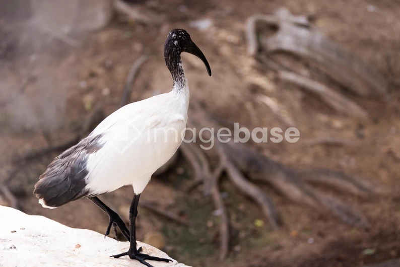 White Ibis in Natural Habitat