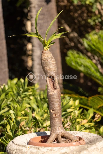 Unique Potted Plant