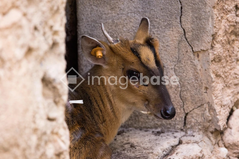 Young Deer in a Rustic Setting