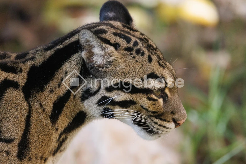 Clouded Leopard Profile