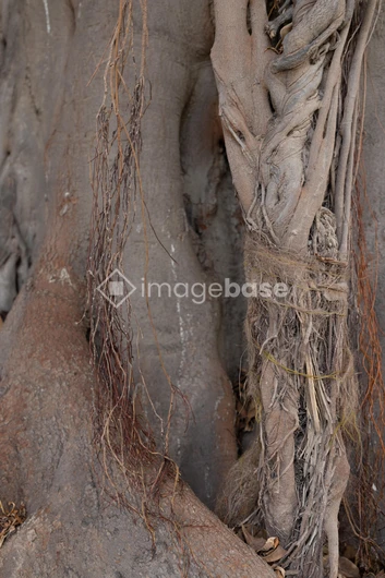 Intricate Tree Bark