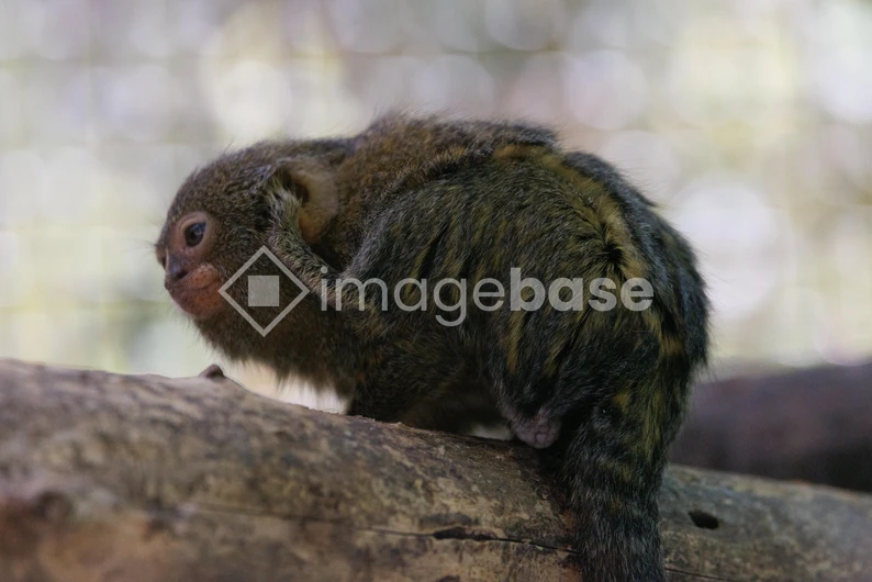 Tiny Primate Perched on a Log