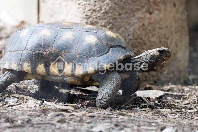 Tortoise on Leafy Ground