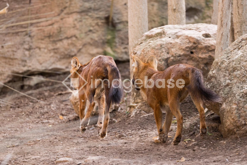 Wild Canids in Natural Habitat