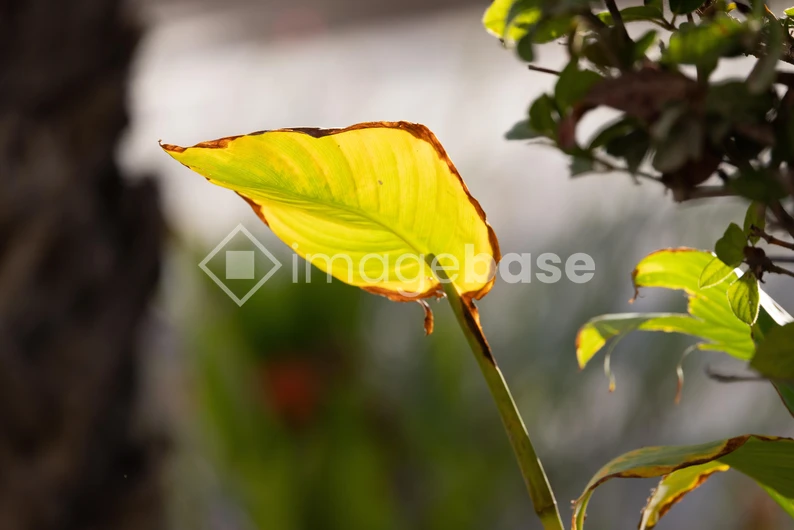 Sunlit Leaf