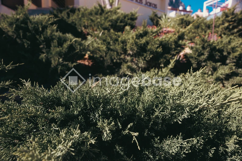 Green Hedge Perspective