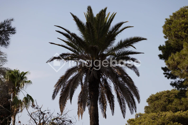 Palm Tree Silhouette