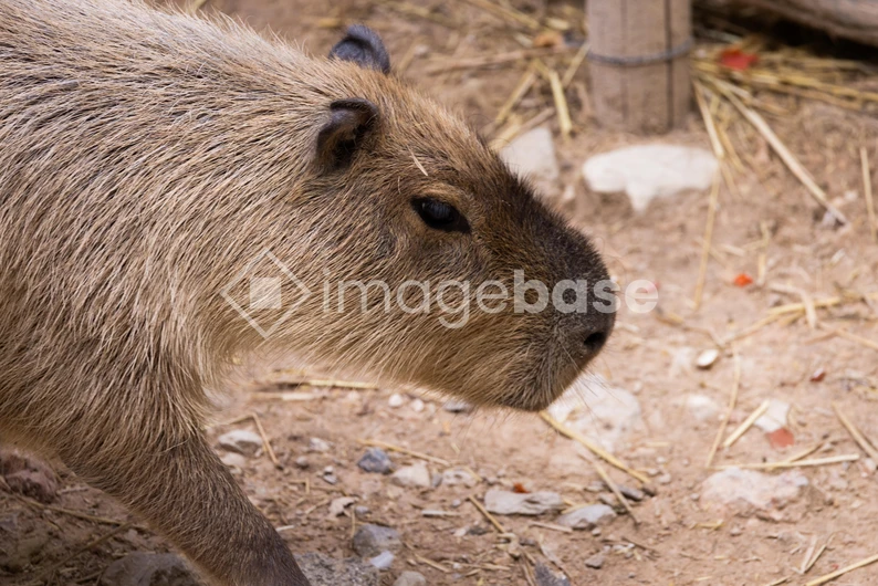 Capybara in Natural Habitat