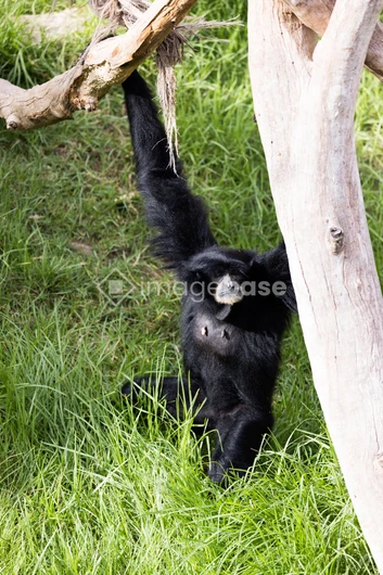 Gibbon in Natural Habitat